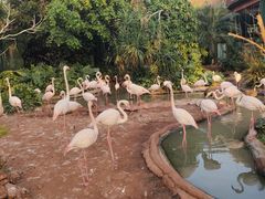 -海南热带野生动植物园