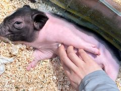 -青石桥花鸟鱼虫市场(叠翠城店)