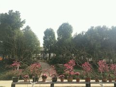 -秀丽东方