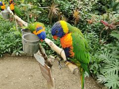 -南宫五洲植物乐园