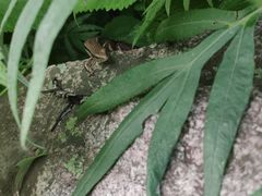 -终南山国家森林公园