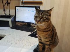 -宠爱国际动物医院·消化内科·心肾内科·ISFM猫友好(望京店)