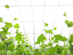 -万源龙顺度假庄园生态观光园