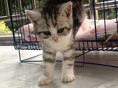 -帕帕拉兹宠物(亚洲旗舰店)