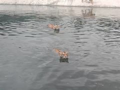 -横道河子东北虎林园