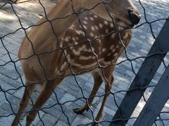 -长白岛森林公园