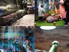 -正佳雨林生态植物园