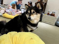 -逗柴咖啡屋·狗咖猫咖宠物桌游