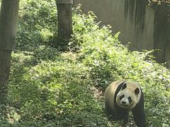 -中国大熊猫保护研究中心雅安碧峰峡基地