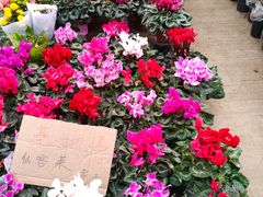 -三圣花乡旅游区