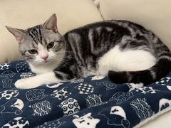 -袖虎·猫馆(体育西路店)