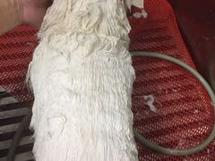-瑞派宠物医院·24小时骨科·心脏·核磁(哈尔滨南岗店)