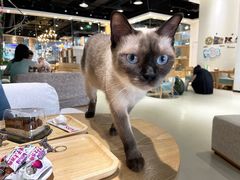 -藏猫猫咖啡主题馆(中央大道店)
