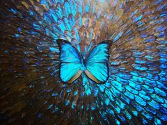 -上海昆虫博物馆