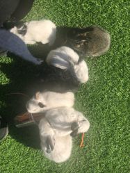 -萌宠亲子动物乐园(槐房万达店)