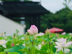 -梁鸿国家湿地公园