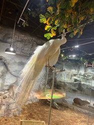 -Zoolung Zoolung动物主题公园(海信广场店)