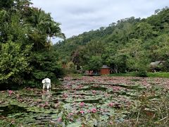 -野象谷景区