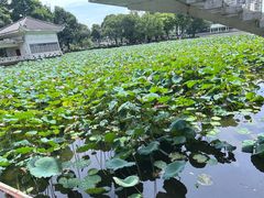 -荔湾湖公园