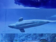 -海合安青岛极地海洋公园