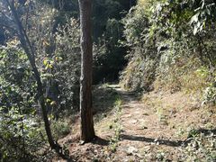 -铁山坪森林公园