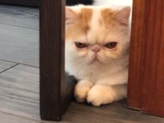 -猫大福·Fortune Cat猫舍(百子湾店)
