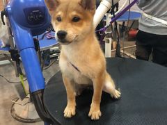 -PETKIT小佩宠物(古北店)