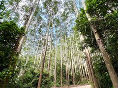 -黄埔油麻山森林公园