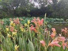 -西溪国家湿地公园