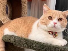 -Bastet sally猫舍购宠(静安店)