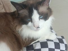 -怪兽屋·羊驼·猫咖·狗咖(俊华广场店)