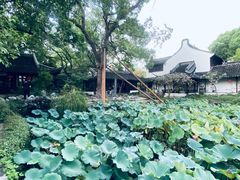 -上海醉白池公园