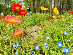 -上海共青森林公园