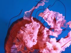 -太平洋海底世界