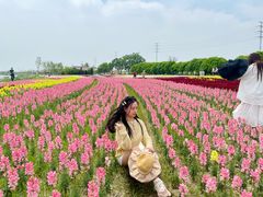 -杭州湾海上花田景区