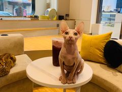 -啵啵喵·猫咖(攀华国际店)