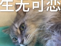 -萌喵宠狗爱心宠咖
