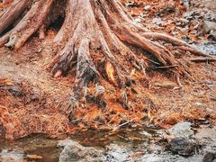 -白水寺森林公园