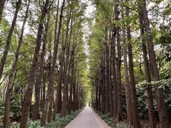 -上海滨江森林公园