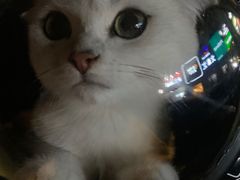 -糯米喵星人总部直营旗舰店·猫舍·幼猫出售