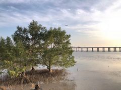 -宝安西湾红树林湿地公园