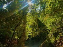 -西双版纳原始森林公园