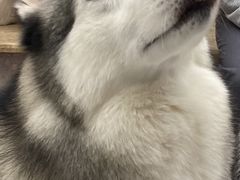 -星多哈·狗咖·拼豆·咖啡