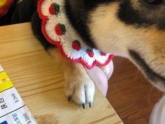 -豆柴町-柴犬主题狗咖(红鼎国际C座店)