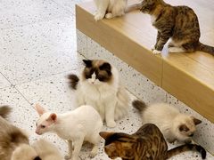-猫域·湾主题猫咖·宠物吧(南坪城市广场店)