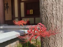 -西安大兴善寺