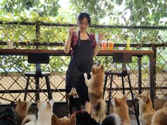 -柴犬高等学院·狗咖·柴犬售卖·宠物训练