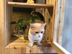 -猫色咖啡·猫咖