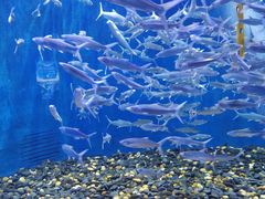 -成都浩海立方海洋公园