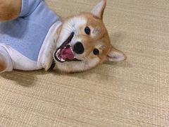 -逗柴咖啡屋·狗咖猫咖宠物桌游